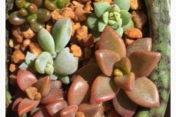 夏天怎么用控水+温差来露养多肉 图片