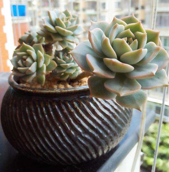 白牡丹多肉 2年来的变化过程 图片