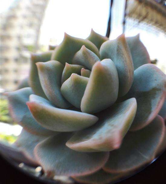 白牡丹多肉 2年来的变化过程 图片