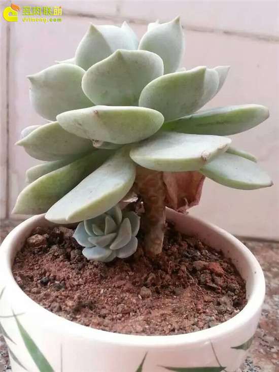 白牡丹多肉 2年来的变化过程 图片