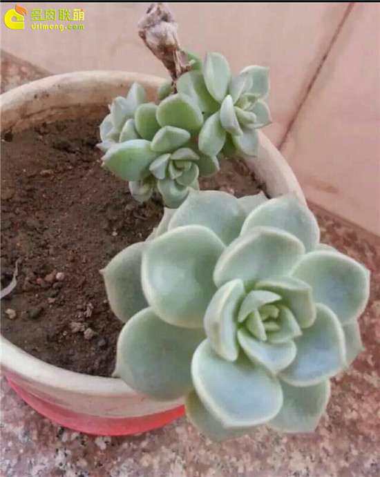 白牡丹多肉 2年来的变化过程 图片