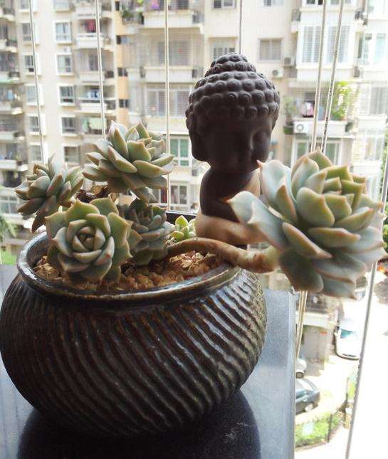 白牡丹多肉 2年来的变化过程 图片