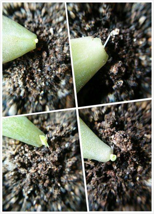 幼儿园小朋友怎么叶插多肉的方法