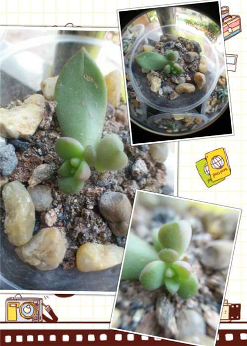 幼儿园小朋友怎么叶插多肉的方法