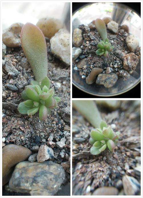 幼儿园小朋友怎么叶插多肉的方法