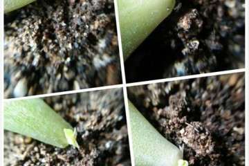 幼儿园小朋友怎么叶插多肉的方法