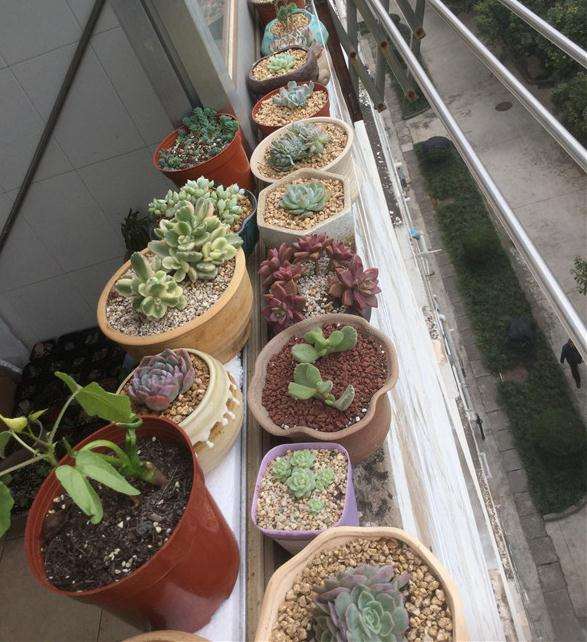 夏天多肉不遮阳怎么配土浇水的方法