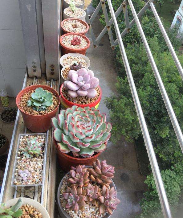 夏天多肉不遮阳怎么配土浇水的方法