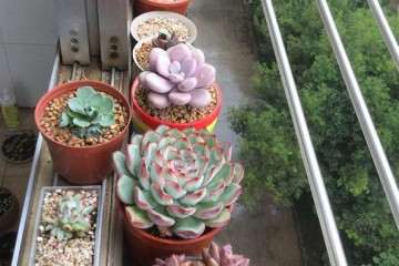 夏天多肉不遮阳怎么配土浇水的方法