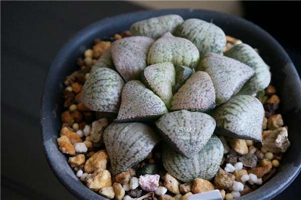 中端玩家购买多肉植物的10个误区