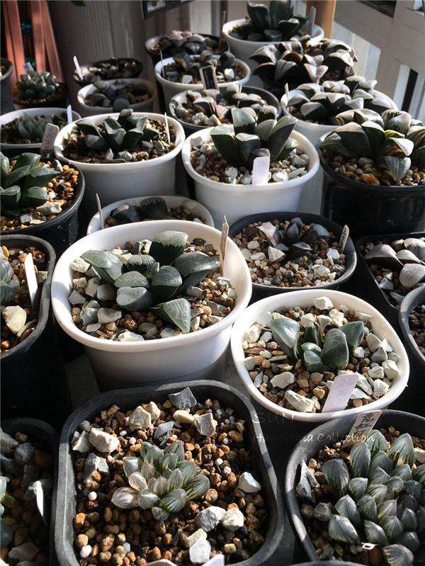 中端玩家购买多肉植物的10个误区