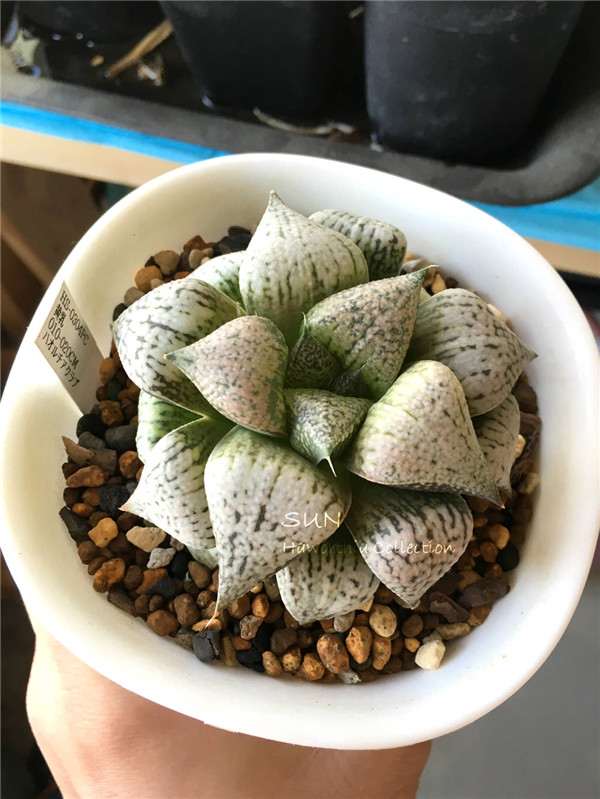 中端玩家购买多肉植物的10个误区