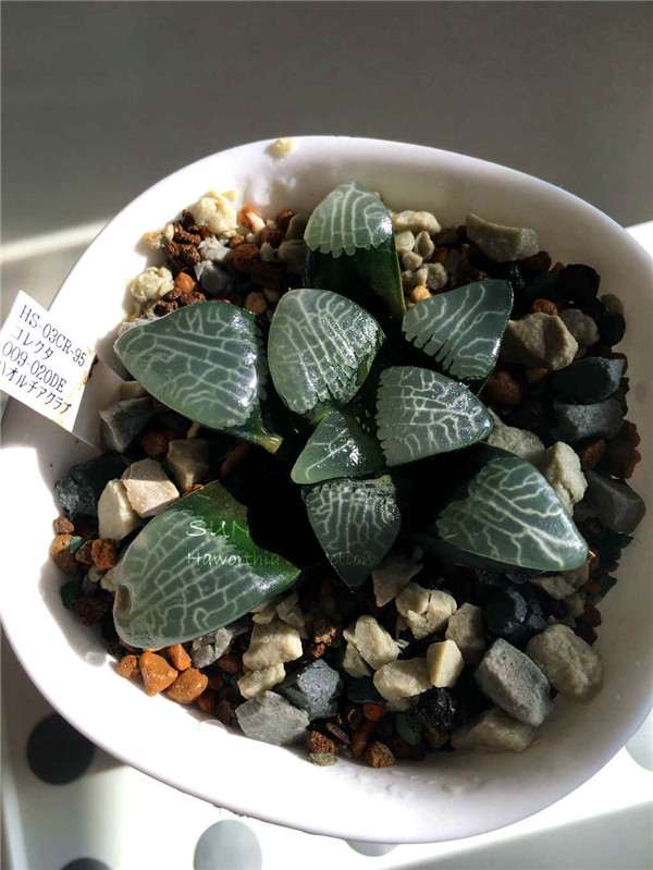 中端玩家购买多肉植物的10个误区