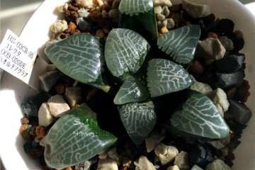 中端玩家购买多肉植物的10个误区