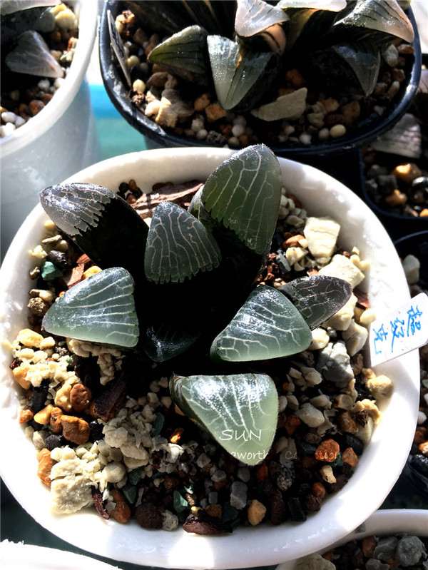 怎么购买多肉植物 我总结的3点经验