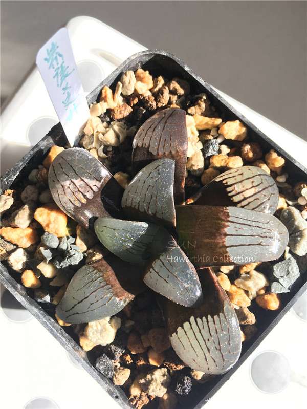 怎么购买多肉植物 我总结的3点经验