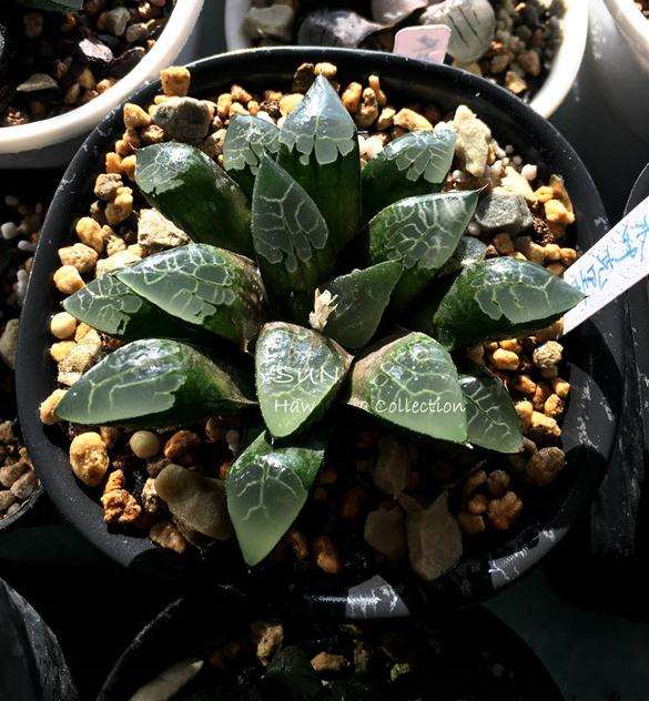 怎么购买多肉植物 我总结的3点经验