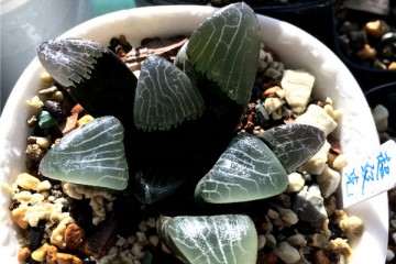 怎么购买多肉植物 我总结的3点经验