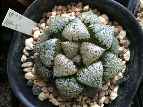 我2个月就买了3万元的多肉 怎么样