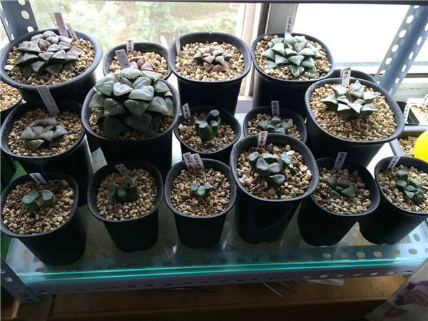 我2个月就买了3万元的多肉 怎么样