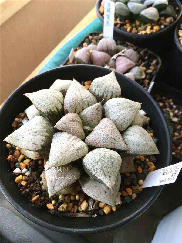 我2个月就买了3万元的多肉 怎么样