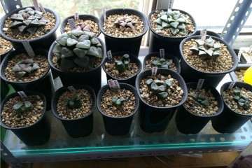 我2个月就买了3万元的多肉 可以吗