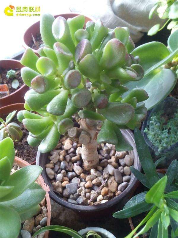 吸财树多肉怎么叶插的方法 图片