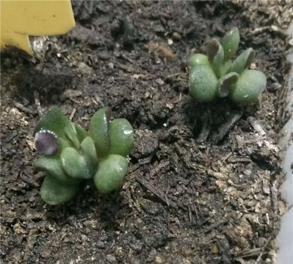 吸财树多肉怎么叶插的方法 图片