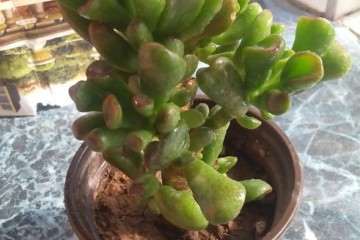 吸财树多肉怎么叶插的方法 图片