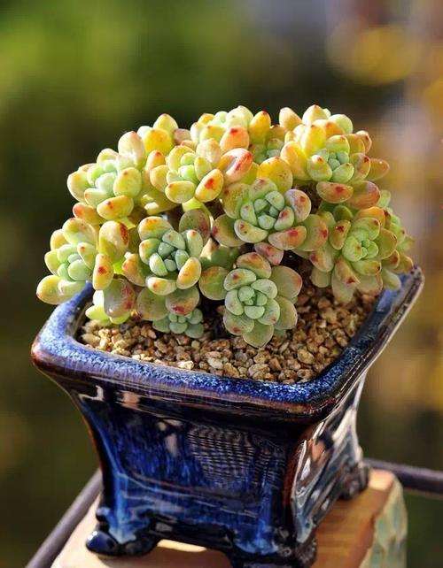 双十一怎么网购多肉植物的方法