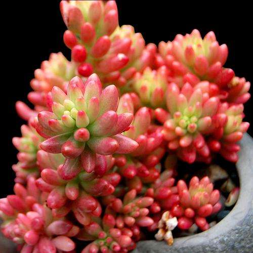 双十一怎么网购多肉植物的方法