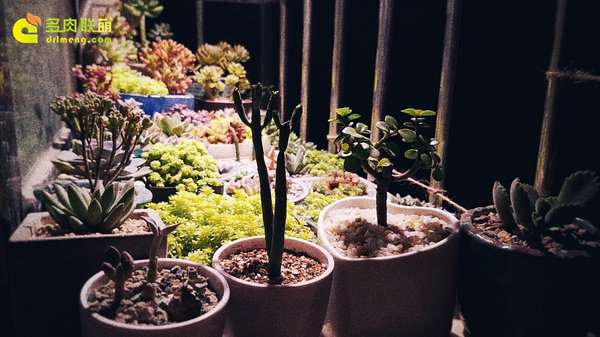 种植多肉植物的5个必备工具