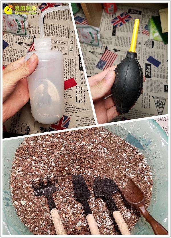 种植多肉植物的5个必备工具