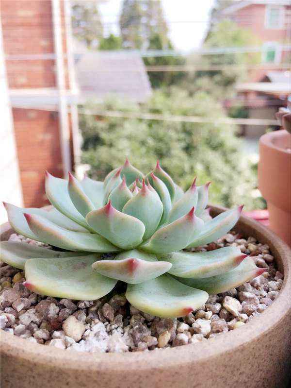 佛珠多肉怎么生根的方法