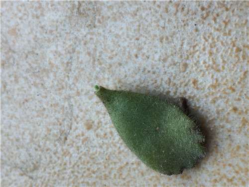 佛珠多肉怎么生根的方法 图片