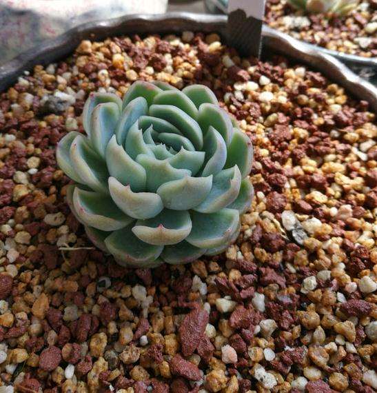 给大家推荐4个多肉花盆店  你看看如何