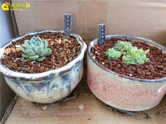 给大家推荐4个多肉花盆店  你看看如何