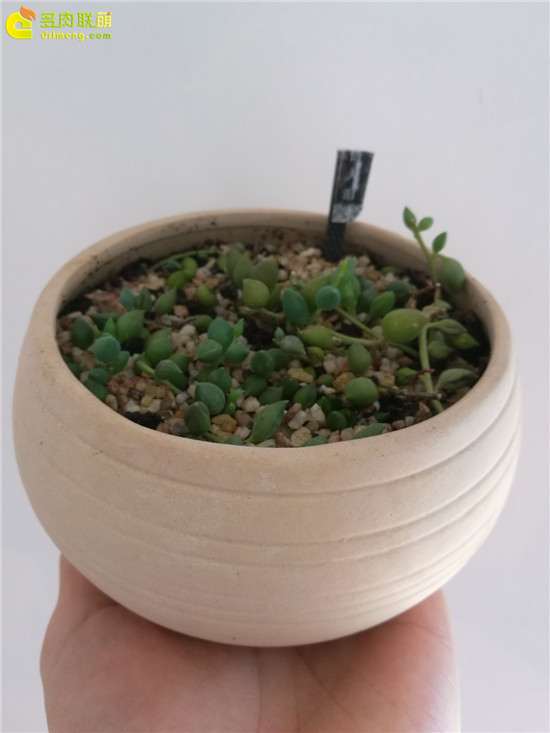 给大家推荐4个多肉花盆店  你看看如何