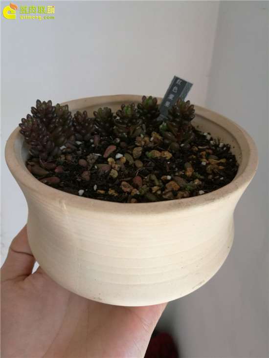 给大家推荐4个多肉花盆店  你看看如何