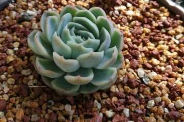 给大家推荐4个多肉花盆店  你看看如何