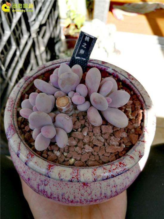 给大家推荐3个卖多肉的店铺 自己评判