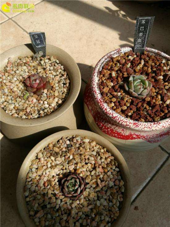 给大家推荐3个卖多肉的店铺 自己评判