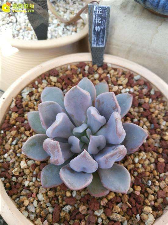 给大家推荐3个卖多肉的店铺 自己评判