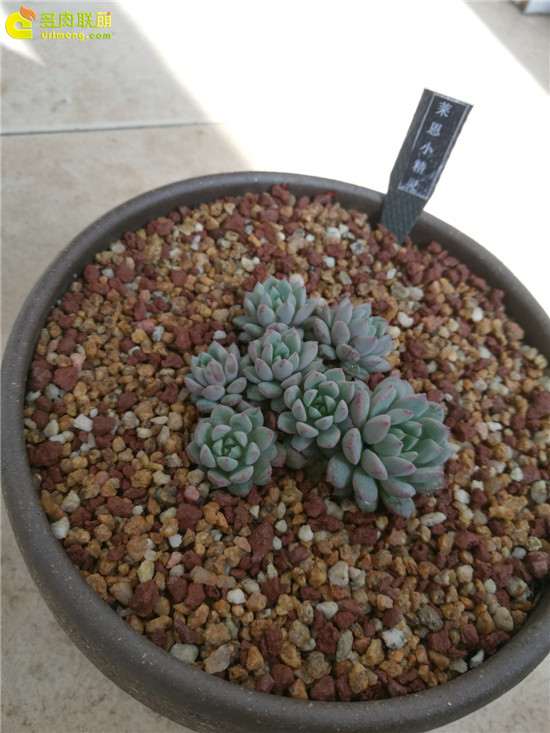 给大家推荐3个卖多肉的店铺 自己评判