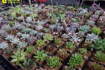 参观台湾多肉大棚 你也看看 可以吗