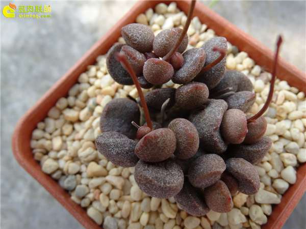 多肉市场的暴利时代