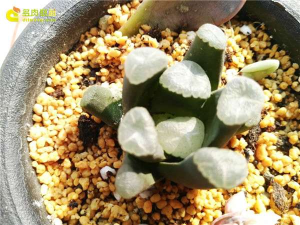 我是怎么多肉配土的