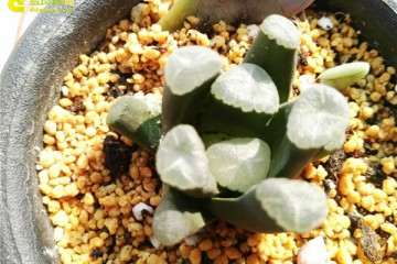 今天聊聊 我是怎么多肉配土的事情