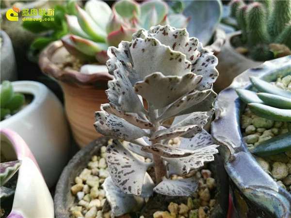 多肉配土简单的方法