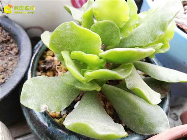 多肉配土简单的方法